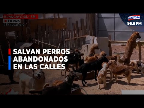 Rescatan perros abandonados durante la pandemia