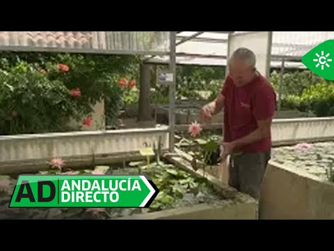 Andalucía Directo |Visitamos el jardín que alberga la mayor colección de nenúfares de España
