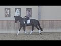 Dressage horse Chique dressuurmerrie ZZLICHT (v. Bordeaux)