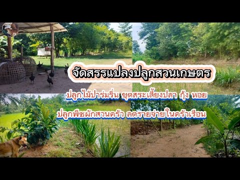 จัดสรรแปลงปลูกสวนเกษตรไม้ป่า