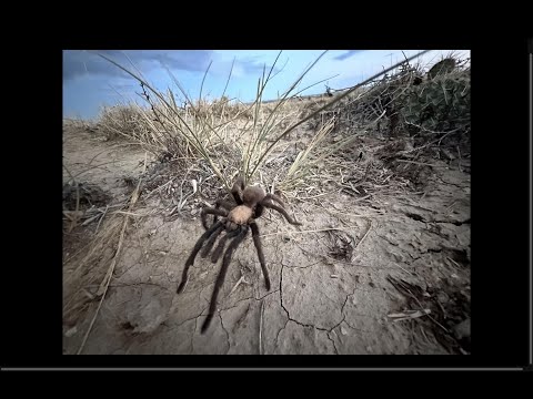 Love is in the air as tarantula mating gets underway in Colorado