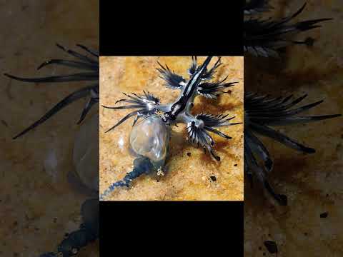 bluedragonมังกระจิ๋วทะเลสา