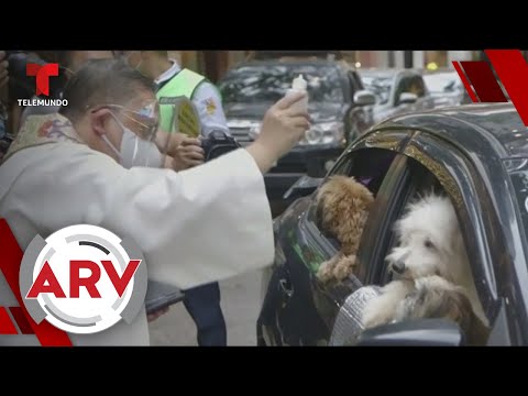 Bendicen a las mascotas como parte del Día de San Francisco en Filipinas | Al Rojo Vivo | Telemundo