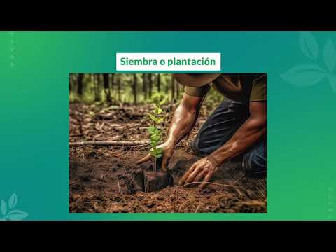 Diplomado TECNOAGRO 2023- Reforestación con Plantaciones Mixtas