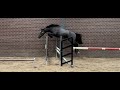 حصان القفز Talentvol 3 jarige springpaard uit elite merrie