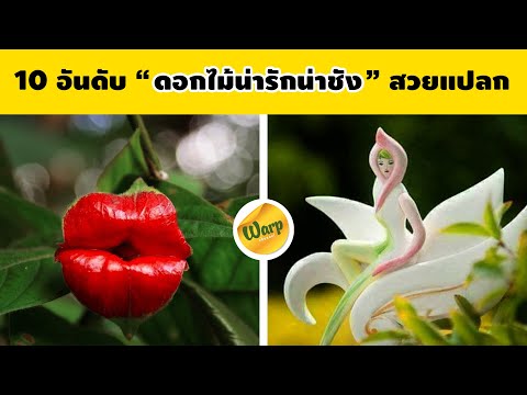 10-อันดับ-ดอกไม้น่ารัก-ดอกไม้น 10-อันดับ-ดอกไม้น่ารัก-ดอกไม้น