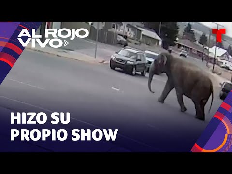 Un elefante se escapa de un circo y paraliza el tráfico