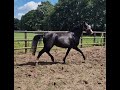 Dressage horse Zwarte 3 jarige blikvanger