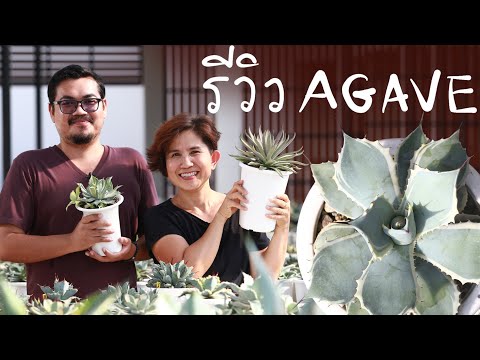 รีวิว-อากาเว่-(Agave)-10-สายพั รีวิว-อากาเว่-(Agave)-10-สายพั