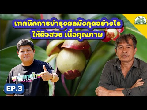 EP.3-เทคนิคการบำรุงผลมังคุดอย่ EP.3-เทคนิคการบำรุงผลมังคุดอย่
