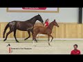 Show jumping horse EXCELLENTIA CISKE RV Z
