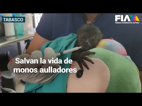 ¡A tiempo! | Mono aullador es atendido y SALVADO tras haber sufrido heridas en #Tabasco