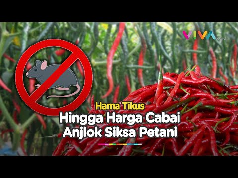 Terancam Gulung Tikar! Harga Cabai Anjlok dan Diserang Tikus