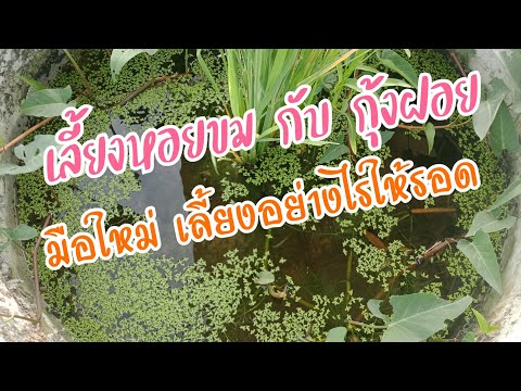 มือใหม่เลี้ยงหอยขม-รวมกับกุ้งฝ มือใหม่เลี้ยงหอยขม-รวมกับกุ้งฝ