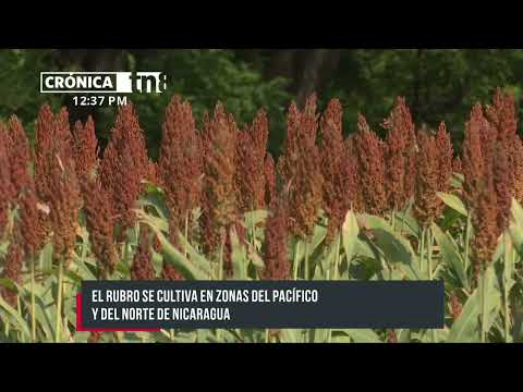 Nicaragua presentó tres nuevas variedades de sorgo