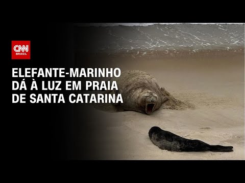 Elefante-marinho dá à luz em praia de Santa Catarina | AGORA CNN