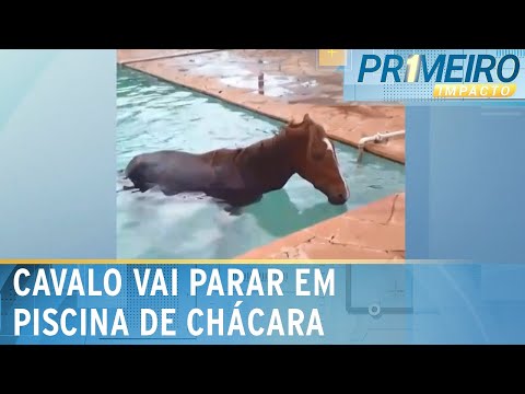 Flagra: Cavalo vai parar dentro de piscina e moradores fazem resgate | Primeiro Impacto (19/04/24)
