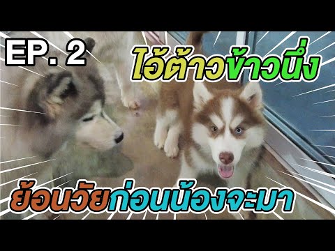 ไอ้ต้าวข้าวนึ่ง-ย้อนวัยก่อนน้อ ไอ้ต้าวข้าวนึ่ง-ย้อนวัยก่อนน้อ