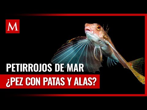 El increíble hallazgo de los petirrojos de mar: ¿Peces con patas y alas?