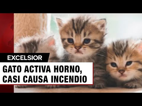 Gatito enciende por accidente el horno y casi provoca un incendio en toda la casa