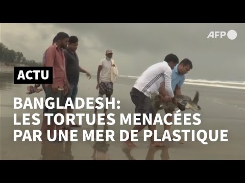 Bangladesh: mobilisation pour sauver des tortues victimes d'une marée géante de plastique | AFP