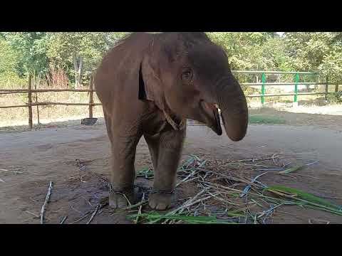 ต้าวโชค🐘