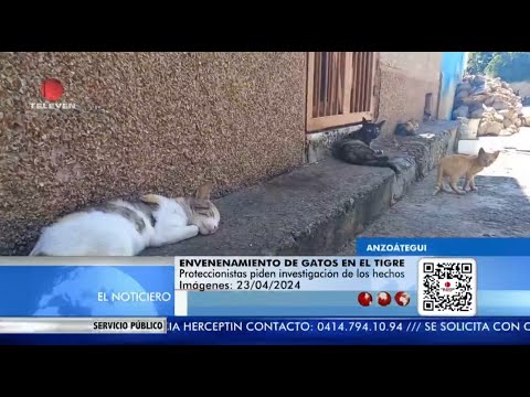 Piden investigar envenenamientos de gatos en Anzoátegui - El Noticiero emisión meridiana 23/04/24