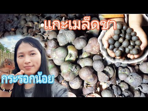 แกะเมล็ดชา-เพื่อ-เพาะเมล็ดแล้ว แกะเมล็ดชา-เพื่อ-เพาะเมล็ดแล้ว