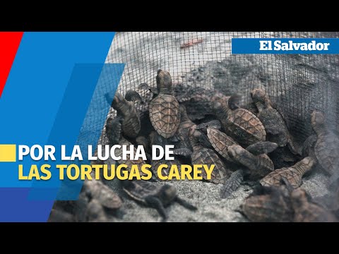 Procosta, protectores de la tortuga carey en El Salvador
