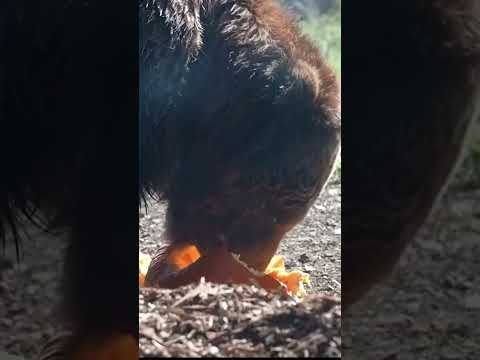 Bears eat pumpkins to celebrate Halloween festivities at the Oakland Zoo in California