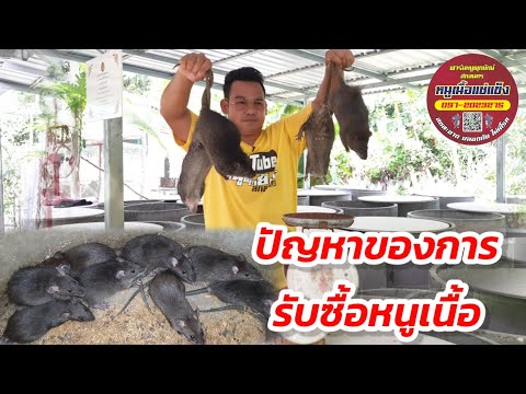 ปัญหาของการรับซื้อหนูเนื้อ ปัญหาของการรับซื้อหนูเนื้อ