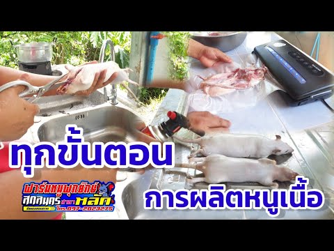 ทุกขั้นตอนการผลิตหนูเนื้อ-ถอนข ทุกขั้นตอนการผลิตหนูเนื้อ-ถอนข