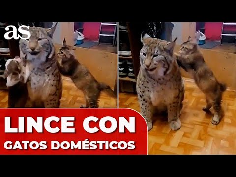 La BESTIAL diferencia de tamaño de un LINCE con el de los GATOS DOMÉSTICOS