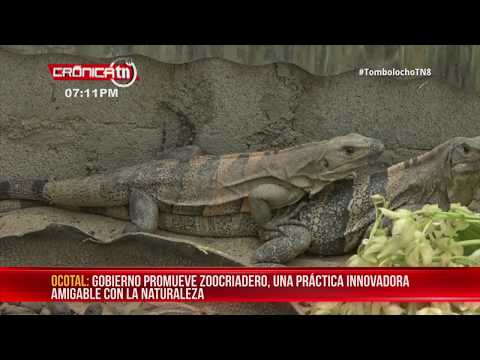 Zoocriadero: una práctica amigable con la naturaleza en Ocotal – Nicaragua