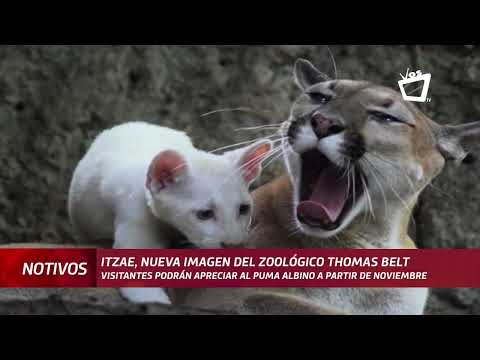 Itzae, el puma albino de Nicaragua, es la nueva imagen del zoológico Thomas Belt