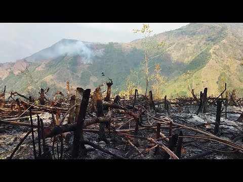 Emergencia por incendio forestal en Ituango - Teleantioquia Noticias