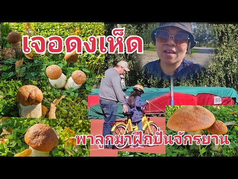 เห็ดผึ้งขาลายหัวส้ม|เห็ดฟินแ