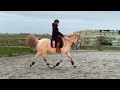 Allround-pony Lieve connemara Boy