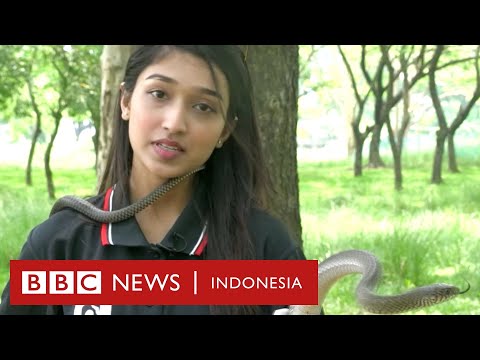 ☀️ Komunitas penggemar ular: 'Kami penyelamat ular, bukan pawang' - BBC News Indonesia
