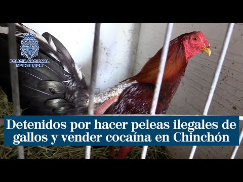 Detenidos por hacer peleas ilegales de gallos y vender cocaína en Chinchón