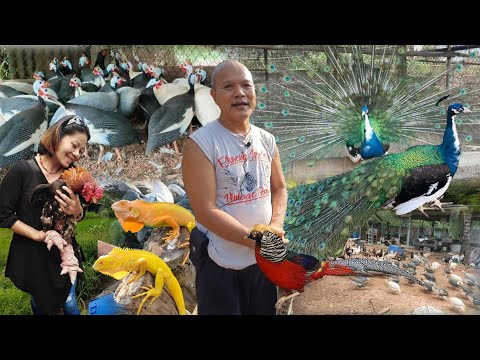 รวมเลี้ยงสัตว์น่ารัก--อาชีพเสร รวมเลี้ยงสัตว์น่ารัก--อาชีพเสร
