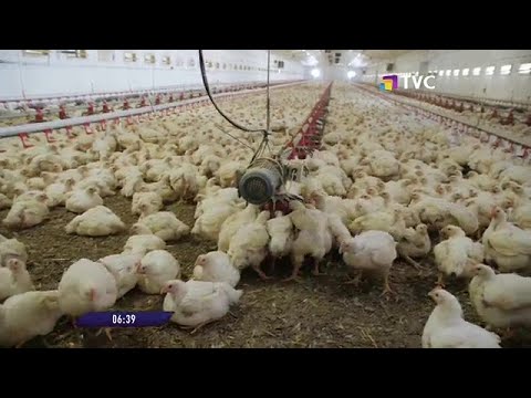 Más de 2 millones de aves serán vacunadas contra la influenza aviar