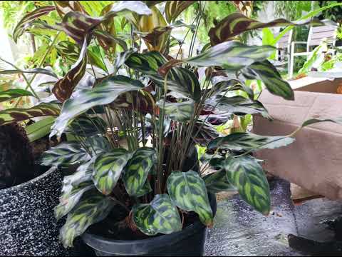 Calathea.justmeneena