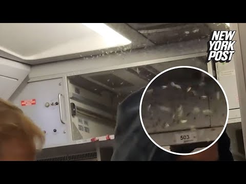 Swarm of ‘mosquitoes’ buzz around cabin of Volaris flight before takeoff — again: video