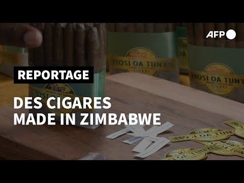 Le grand pari des cigares made in Zimbabwe | AFP