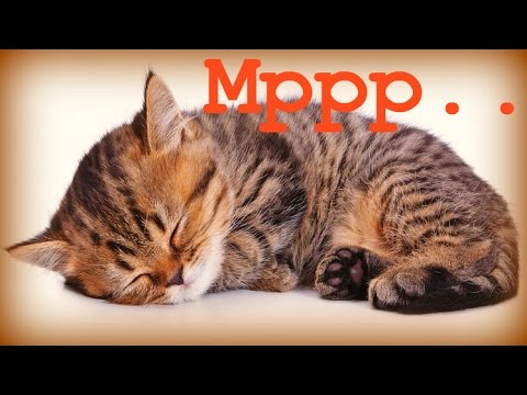 МУРЧАНИЕ КОТА MP3 СКАЧАТЬ БЕСПЛАТНО МУРЧАНИЕ КОТА MP3 СКАЧАТЬ БЕСПЛАТНО