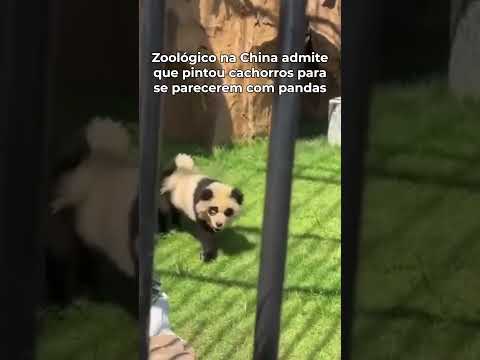 Zoológico na China pintou cachorros para se parecerem com pandas