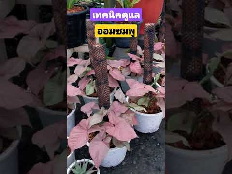 แนะนำวิธีดูแลออมชมพู-ปุ๋ยสำหรั แนะนำวิธีดูแลออมชมพู-ปุ๋ยสำหรั