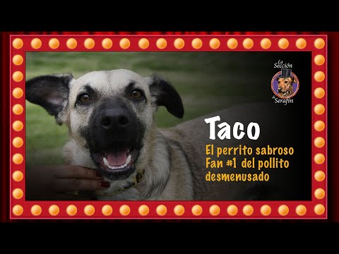 Les presentamos a Taco 'El perrito sabroso' | Pulzo y La Sección de Serafín