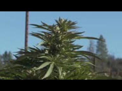 Red states legalizing recreational marijuana too